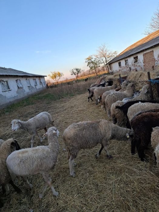 Oi, capre, cirlani, iezi de vanzare