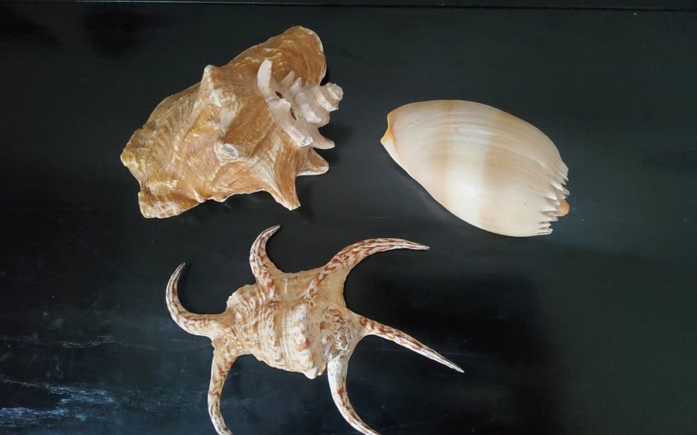 Cochilii mari de scoici