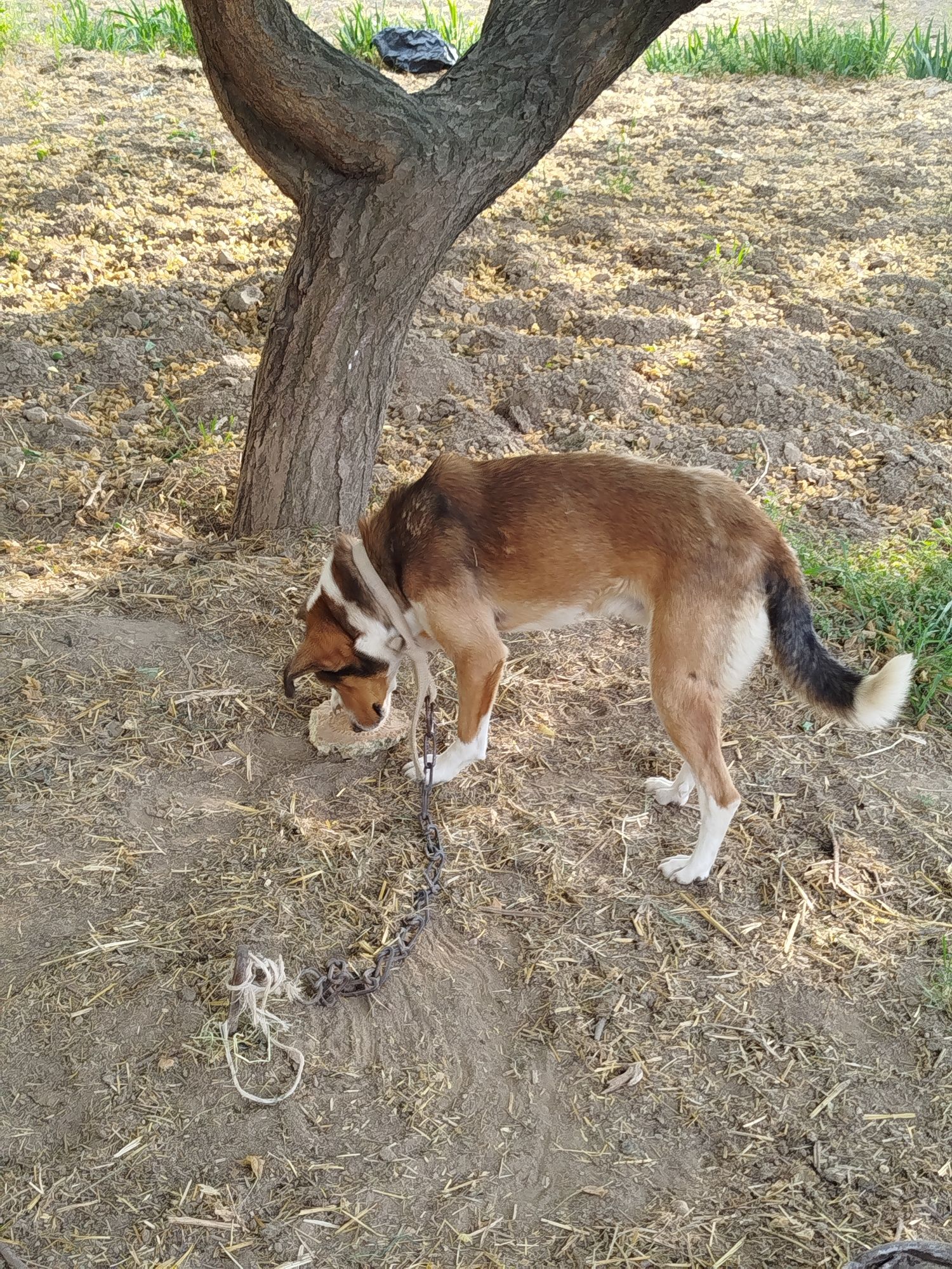 2 yoshli kuchuk narxi 150 000