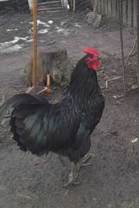 Cocos  rasa Australorp  culoare negru