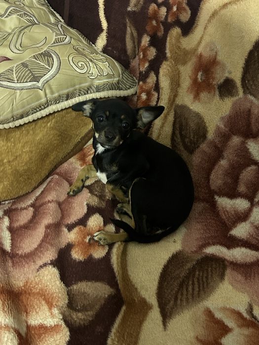 Продаю Пинчера мальчик 4,5 месяца