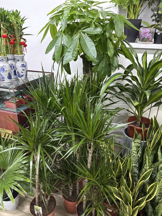 Комнатные растения для офиса