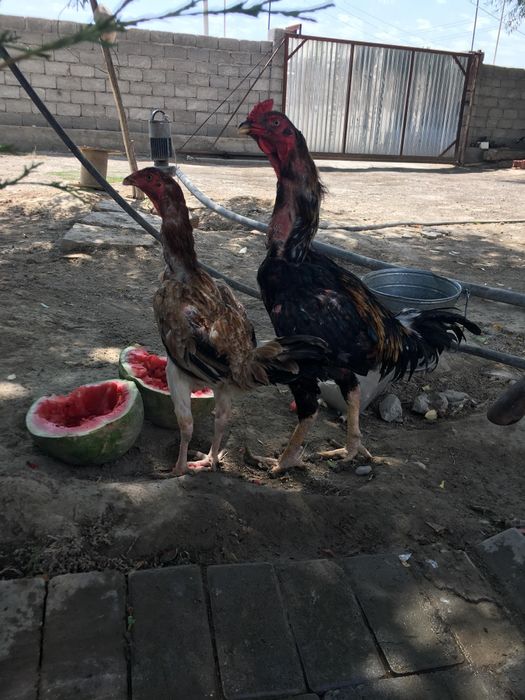 Дакан сатылады срочна