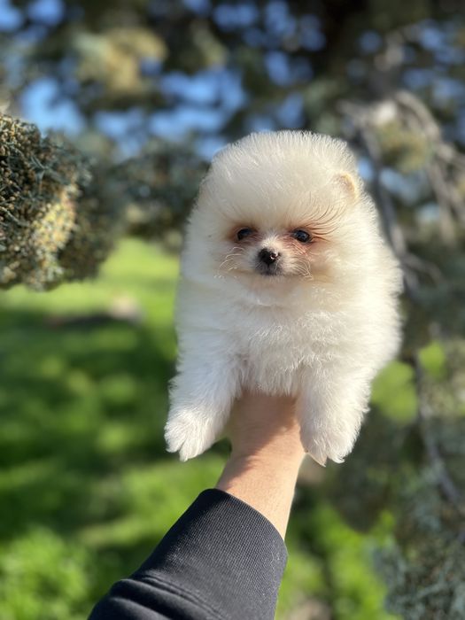 Мини Померан.