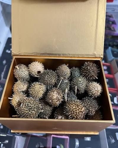 Бурнаки свежие,самое эффективное средство от Гайморита мұрынды емдиды