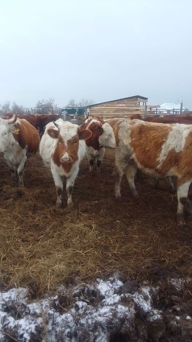 Продам 1,5 год.тёлочку