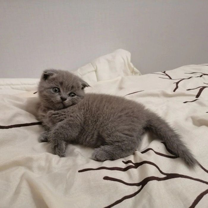 Scottish fold pui