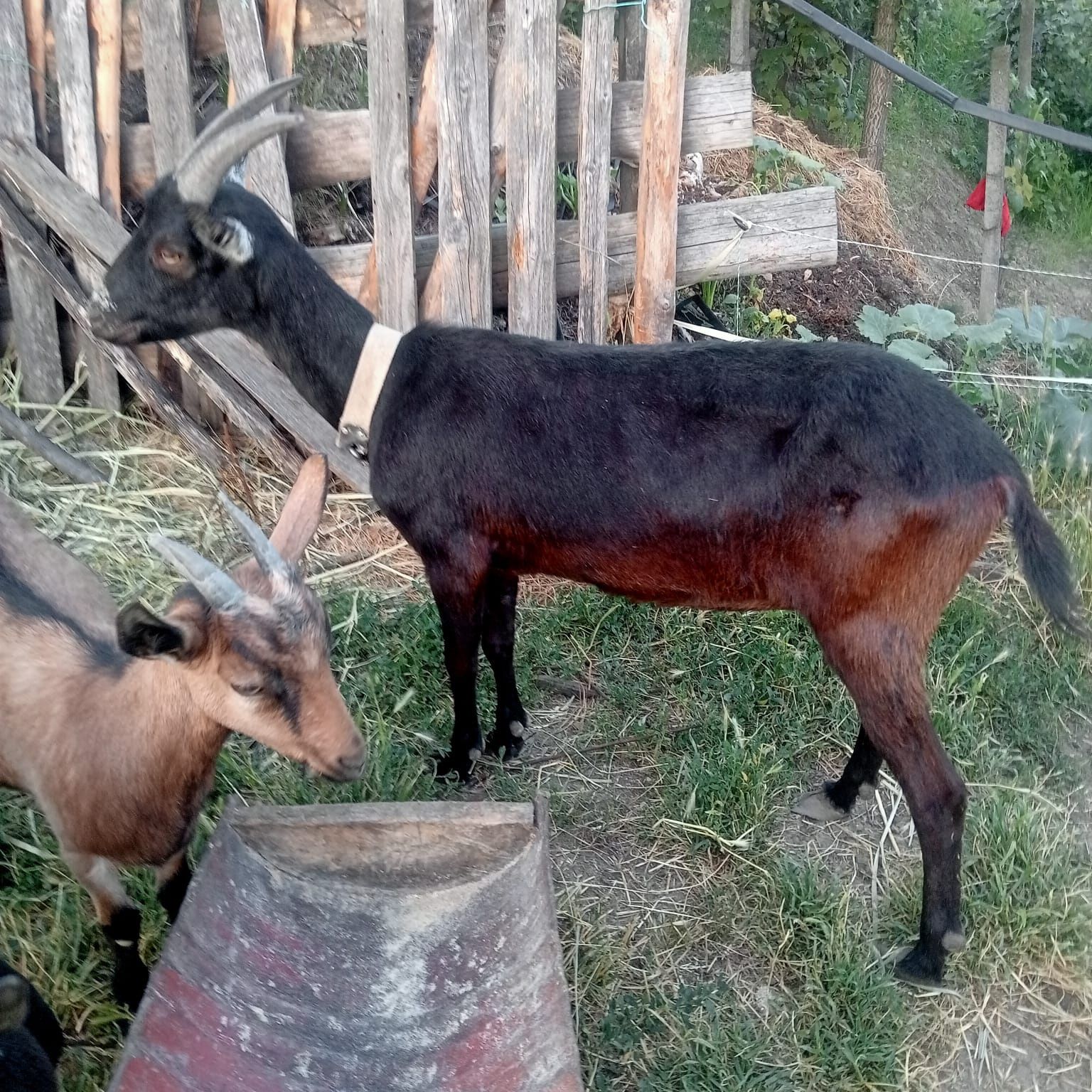 Vand capre de rasă