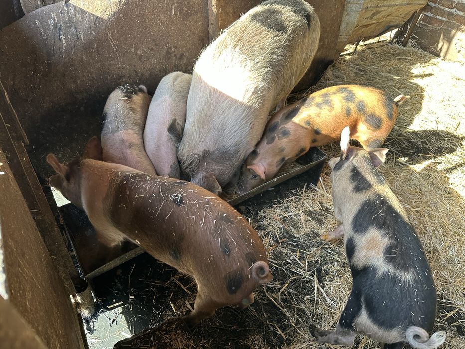 Хубави домашни прасета