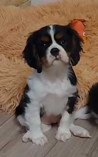 Baiat  PEDIGREE  cavalier king