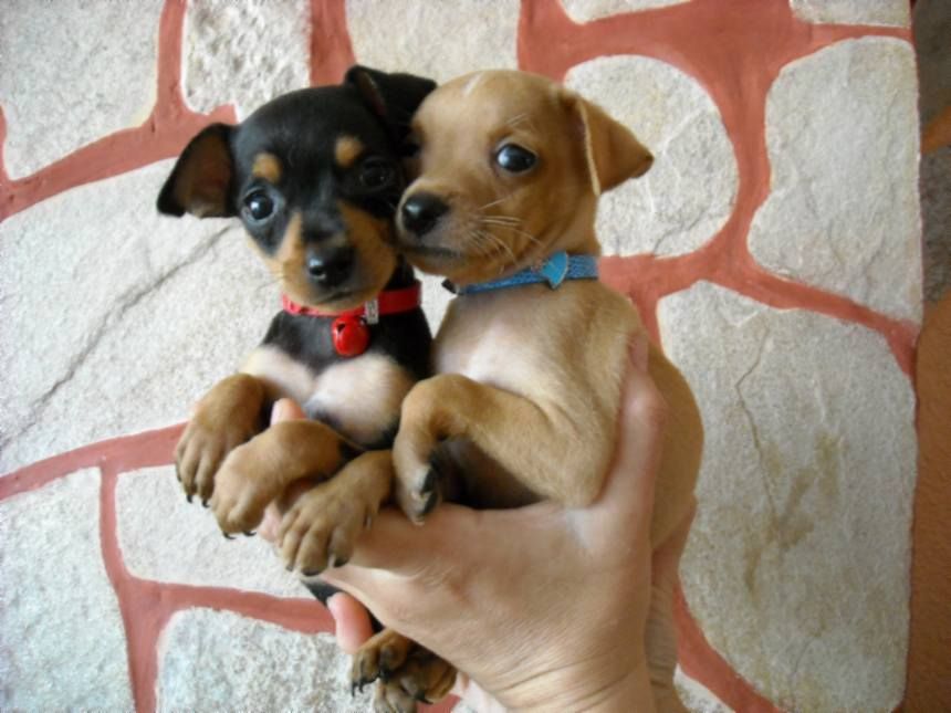 Декоративни нашийници за малки кученца и котенца