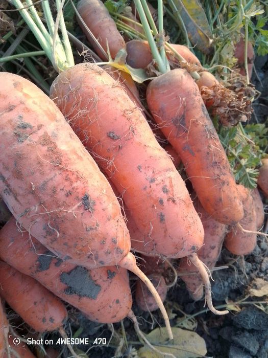 Istalgan turdagi sabzilar bor