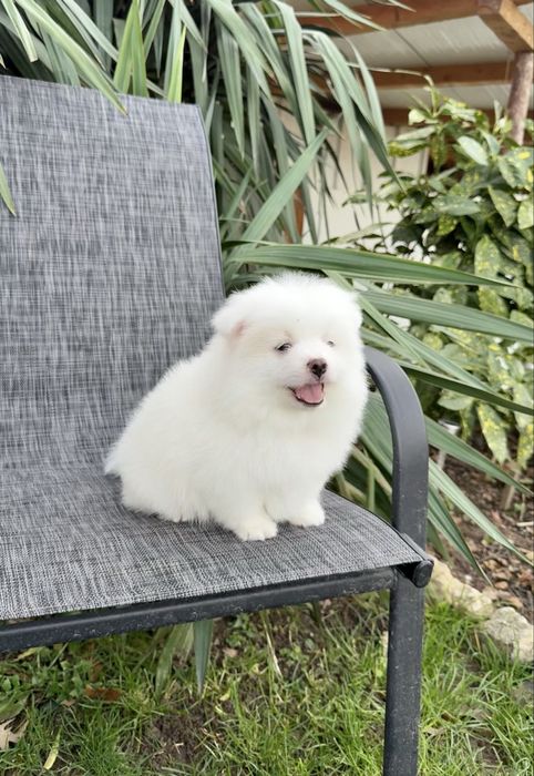 Померан момче със втора ваксина. Померанче