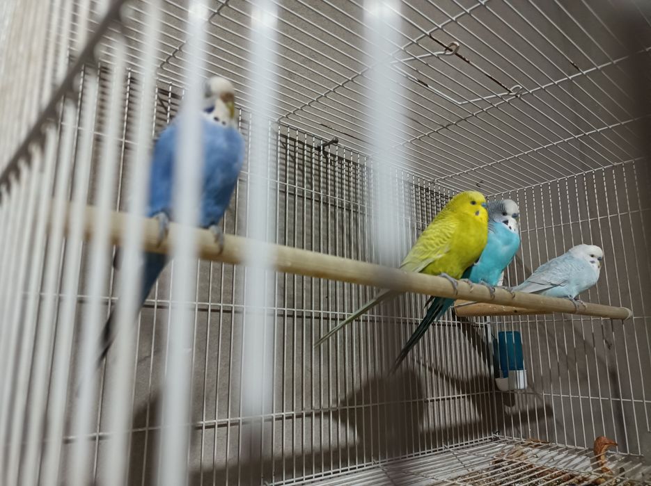 Totiqushla sotiladi 180000 som 4 tasi