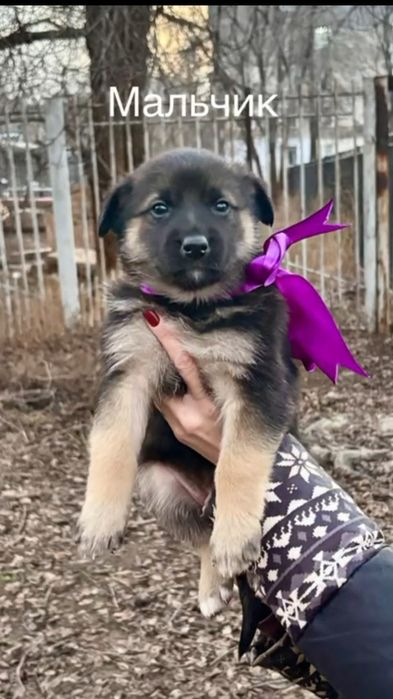 Отдам в добрые руки