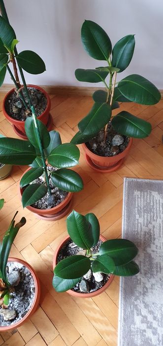 Vând Ficus și yucca