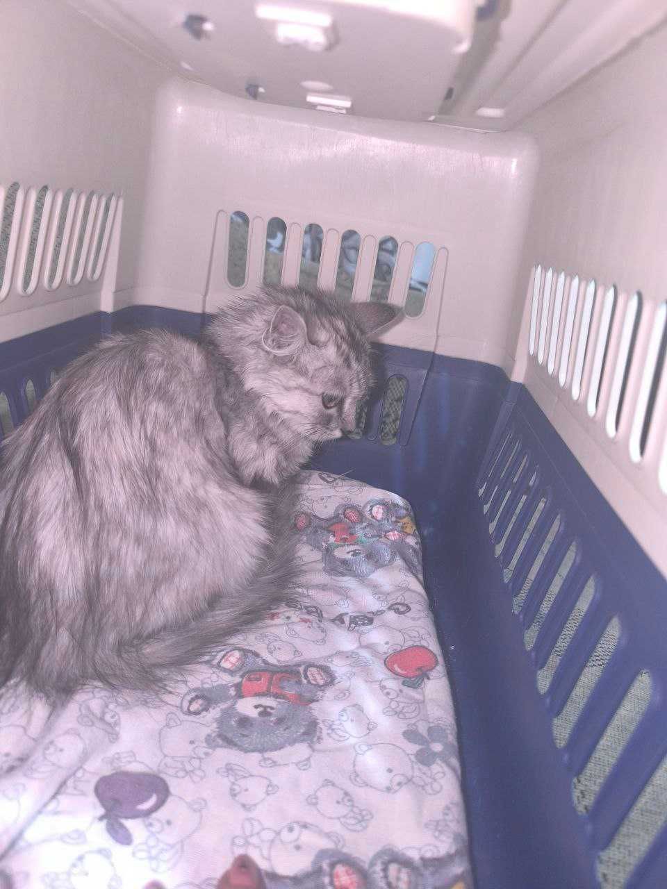 отдам бесплатно котёнка