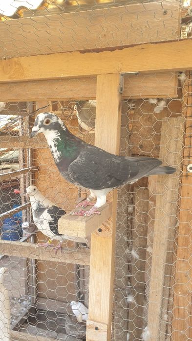 Ocazie! Vand 4 femele voiajor de concurs cu  super origini!