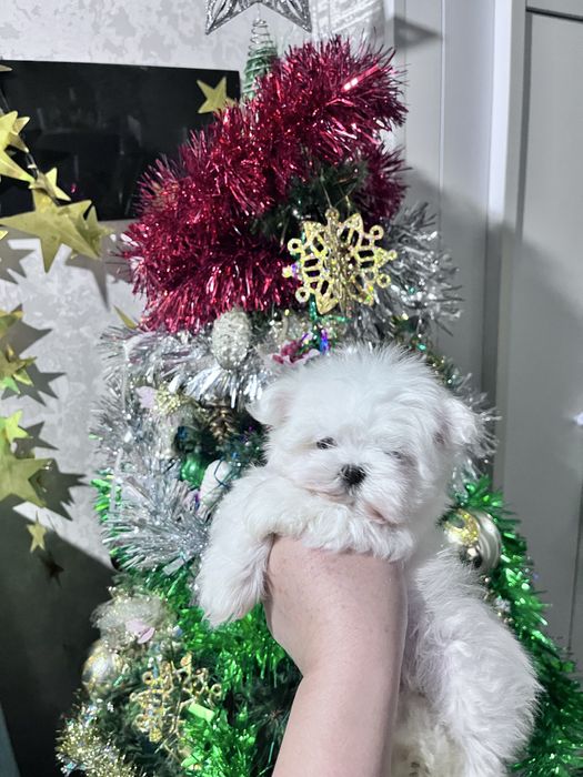 Продается Мальтезе девочка