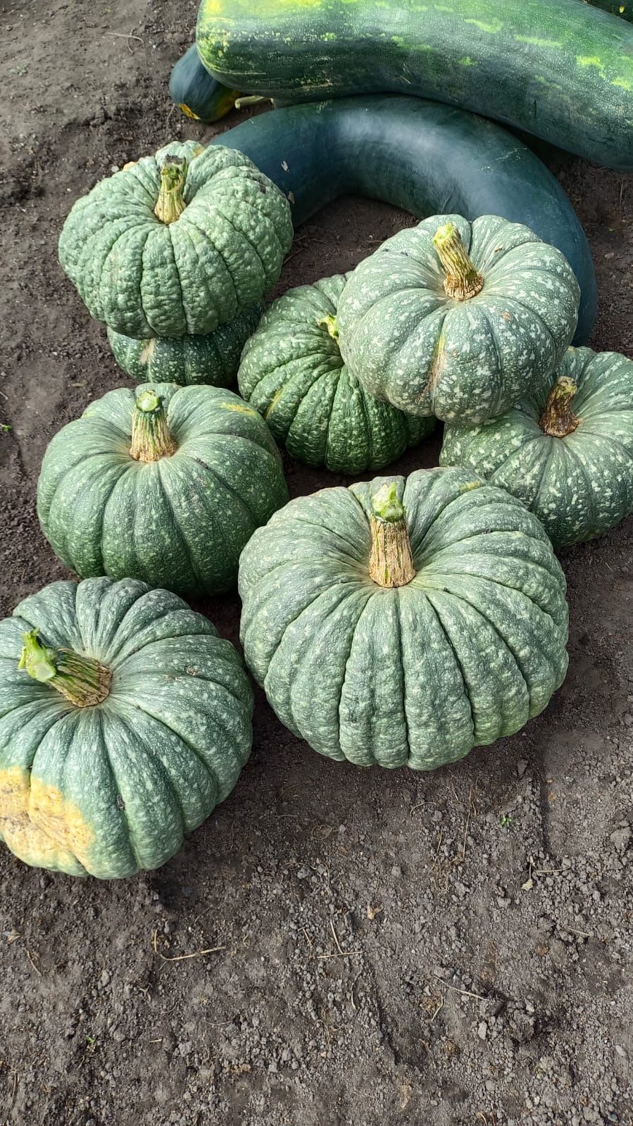 Продам очень вкусную тыкву