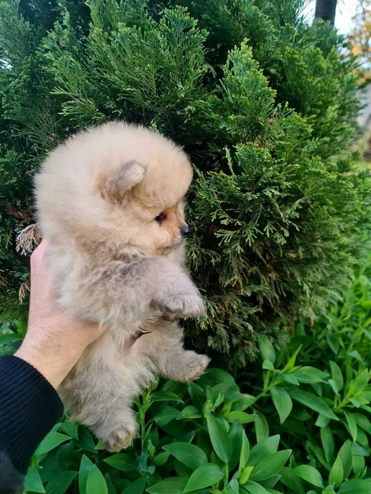 Померан померан.