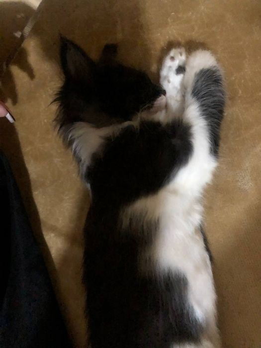 5 котят(1 черно-белый, 4 черных)