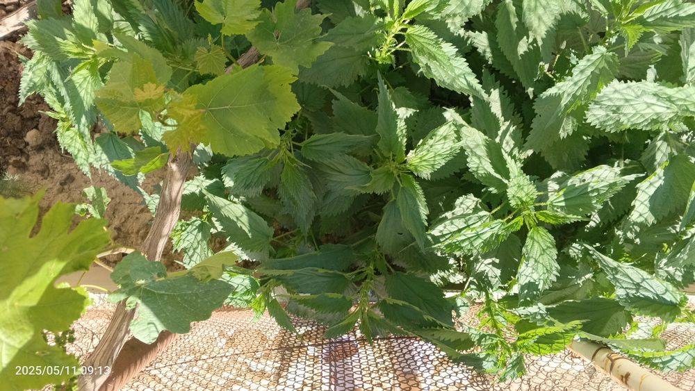 Крапива сатылады