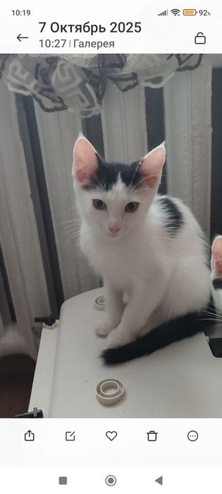 Котодетки в самую добрую семью