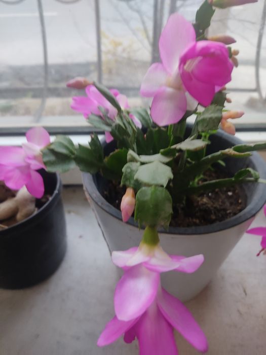 Шлюмбергера (декабрист)