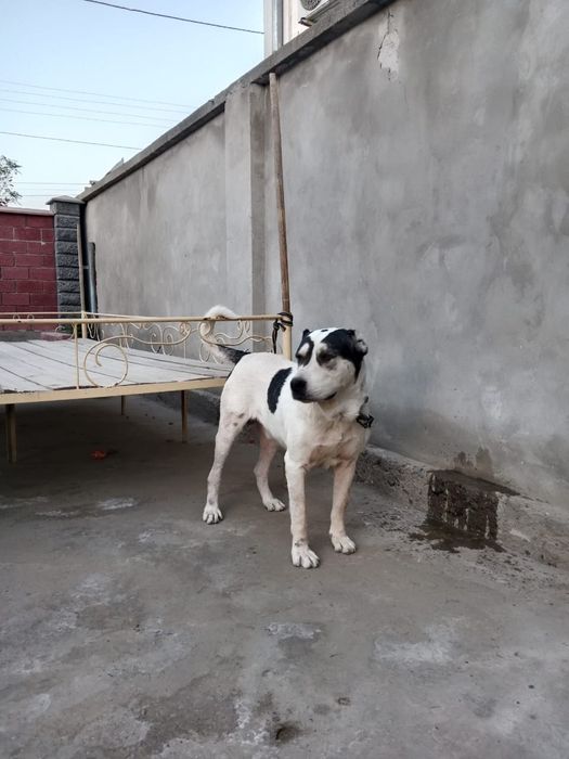 Алабай кушык жетысай  35 мын тенге Ургашы кушыктер