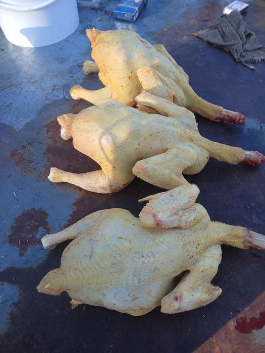 Домашний куры продаю