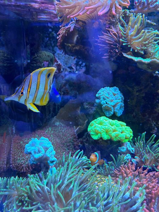 Acvariu Marin RedSea Reefer E250 cu echipamente/vietuitoare