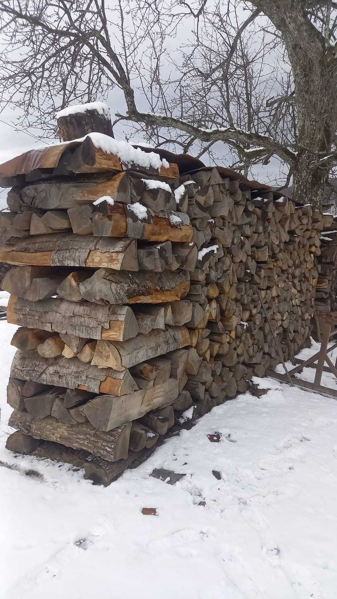 Lemne , esență fag