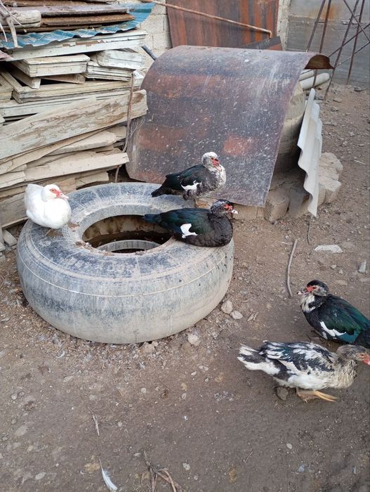 Induk O‘rdeklar Damashniy