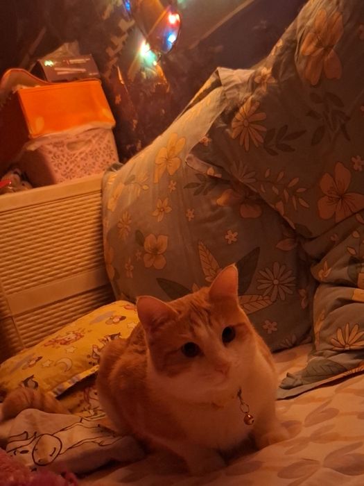 кот, мальчик , зовут персик
