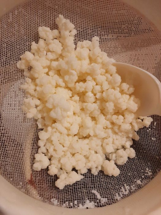 Kefir ciuperca lapte