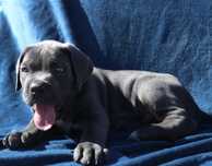 Femela Cane Corso