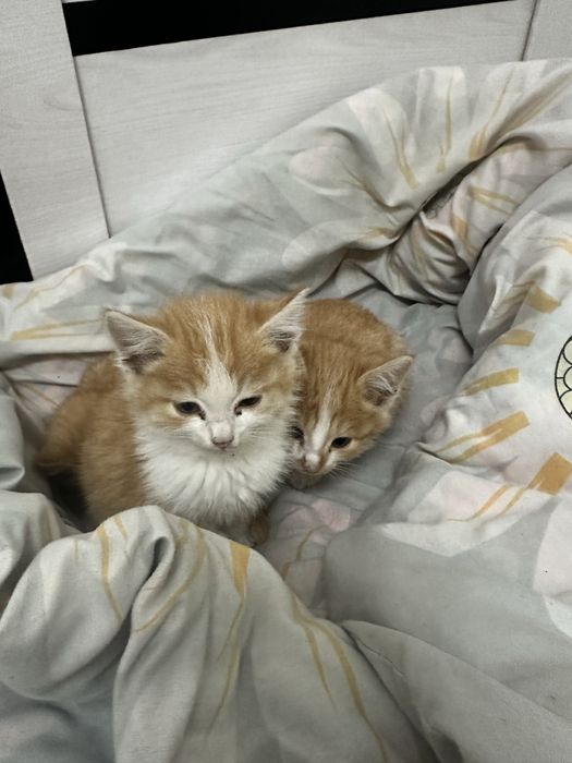 Отдам даром в хорошие руки три кота девочки недавно родились мама умер