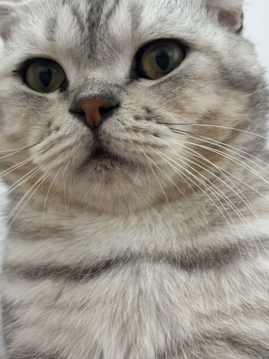 Продается шотландский вислоухий кот