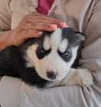 Pui Husky de vanzare