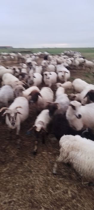 Vând oi tinere si miele