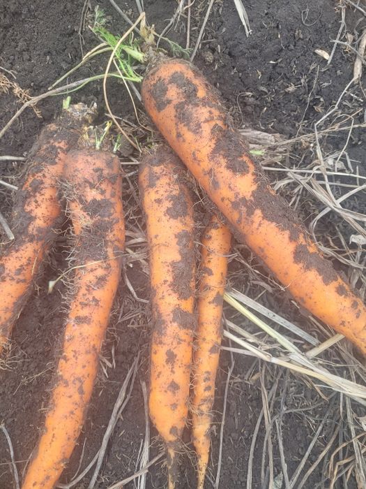 Vând păstârnac și pătrunjel,morcov în cantități mari și mici