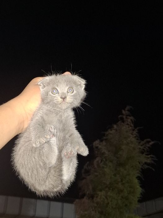 Шотландские вислоухие котята 1.5 месяца — 2 серых и 1 чёрный!