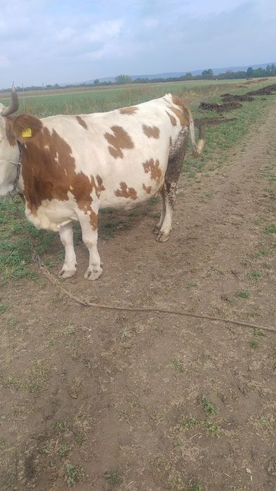 Vind vacă de nouă ani