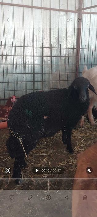 Mieluta Caracul disponibila