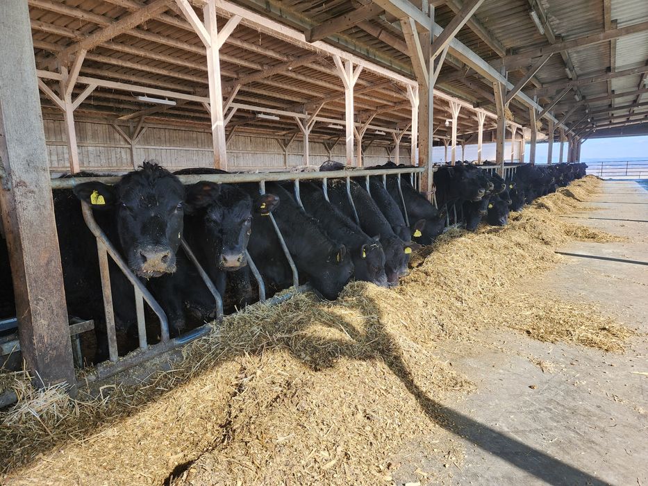 Aberdeen Angus juninci gestante, tauri