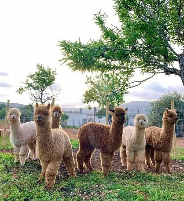 Vând Alpaca femele și masculi