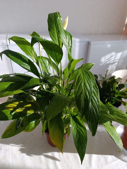 Женское счастье -комнатное растение