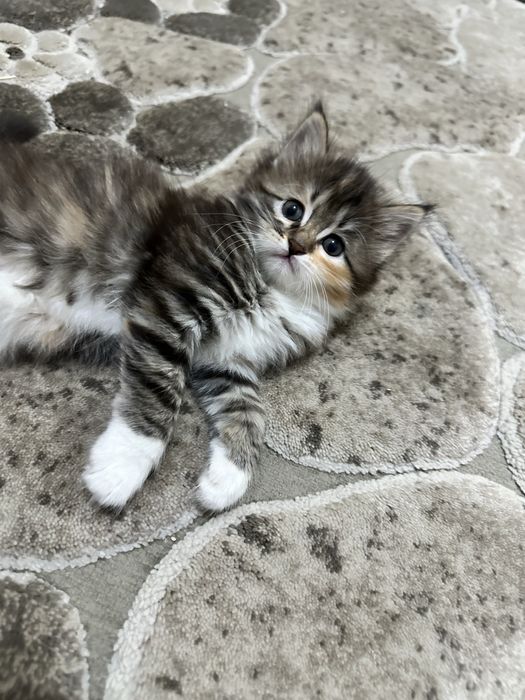 Aqilli parodiyali mushukla sotilad