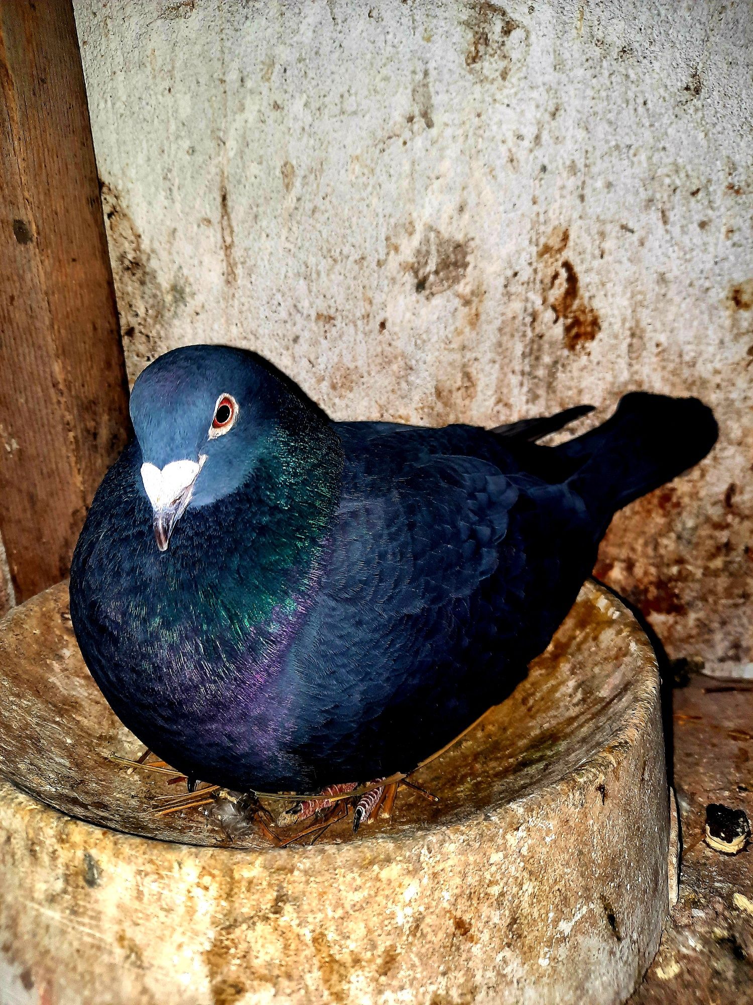 Porumbei voiajori maturi colorati